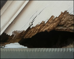 Squirrel damage in Lynchburg VA