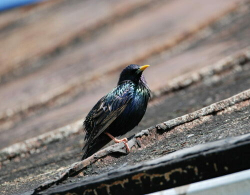 Bird on the roof