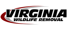 Lynchburg Wildlife Removal
